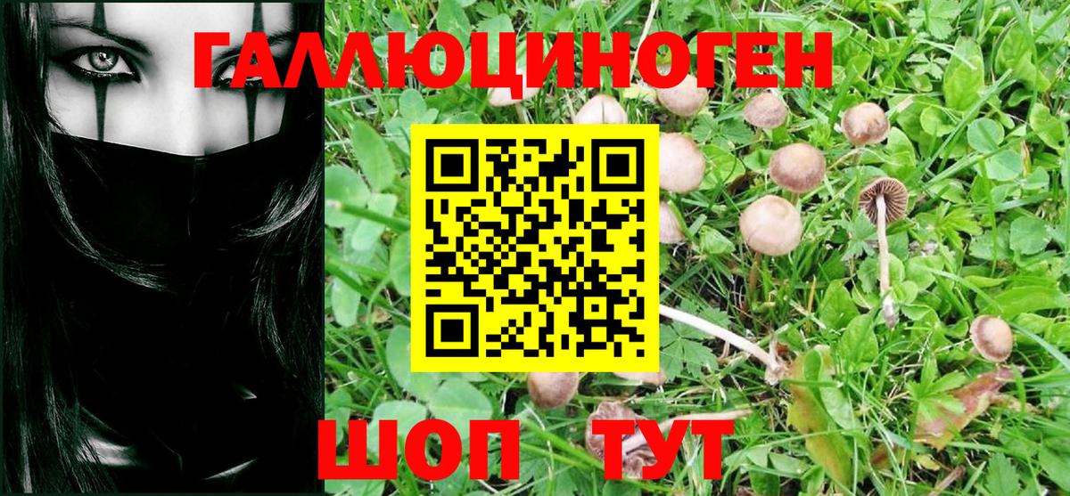 Галлюциногенные грибы Psilocybe Краснознаменск
